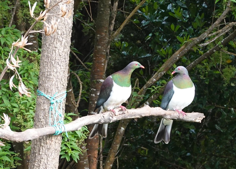 While our address is 1 Pigeon, in fact there is a resident pair of kereru we call Buster and Peggy