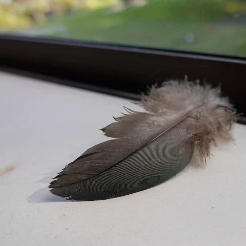 Our friendly kereru sent us a "well done" feather to keep us inspired